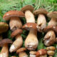 Mushrooms galore!
