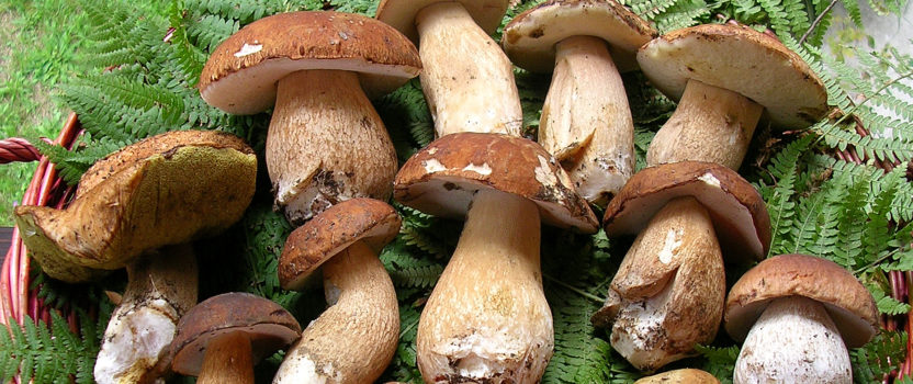 Mushrooms galore!
