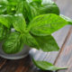 There’s more to Basil than pesto