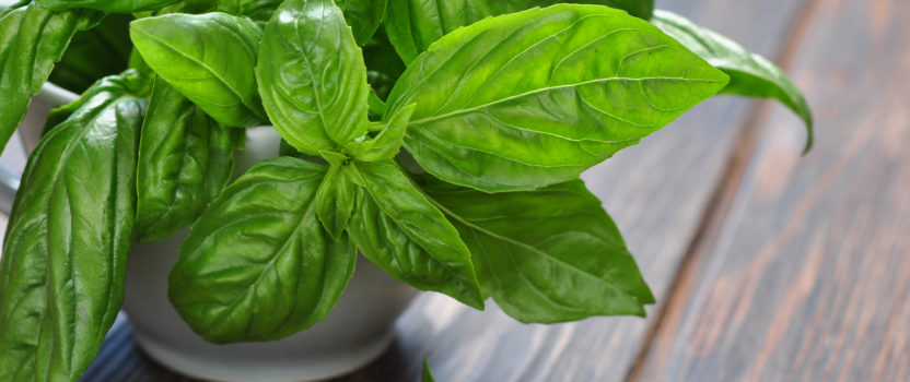 There’s more to Basil than pesto