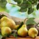 Pears – many varieties, many health benefits!