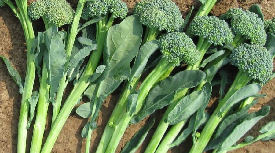 broccoli 2