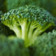 Broccoli – super food extraordinaire!