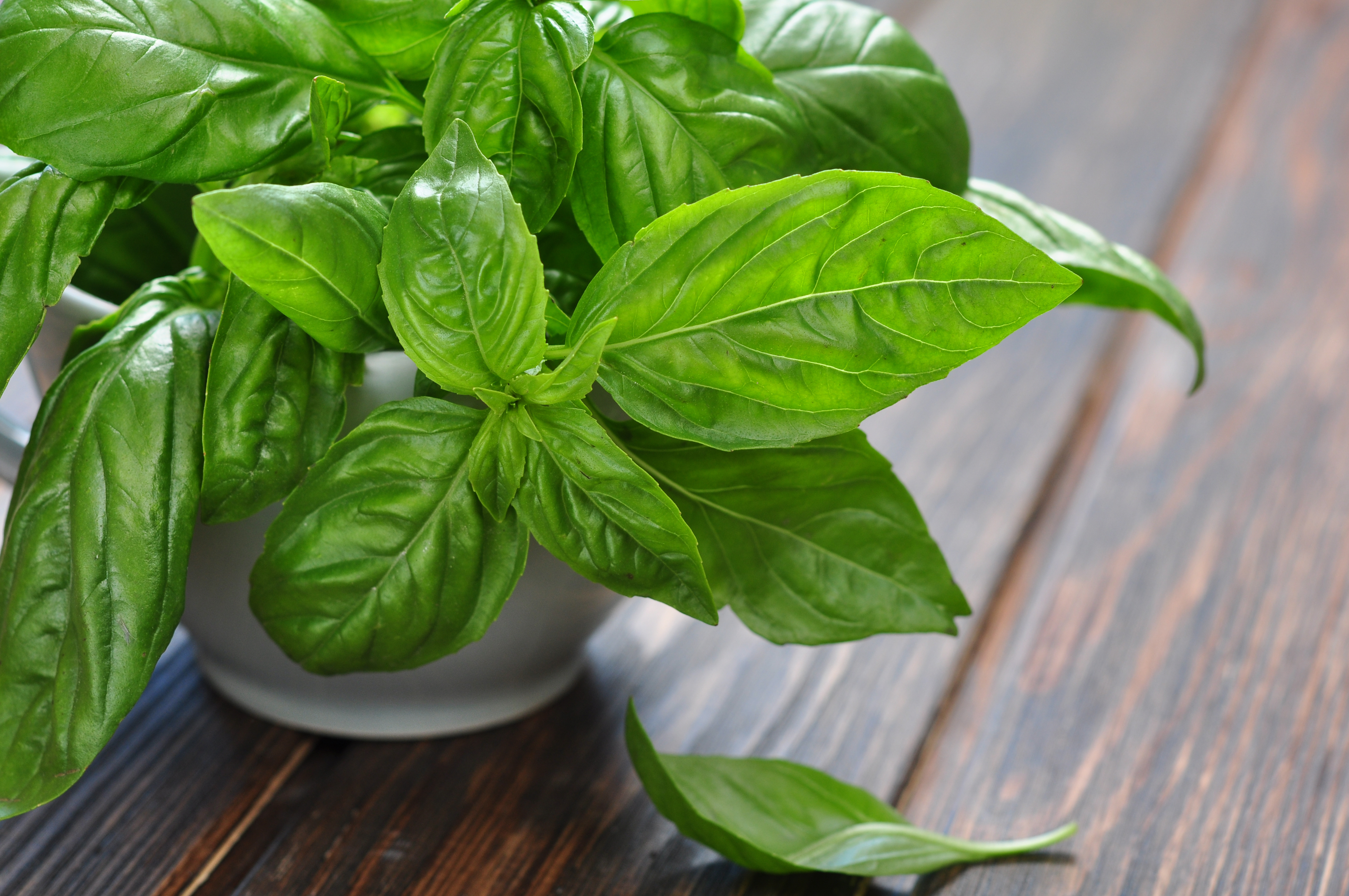 basil leaves